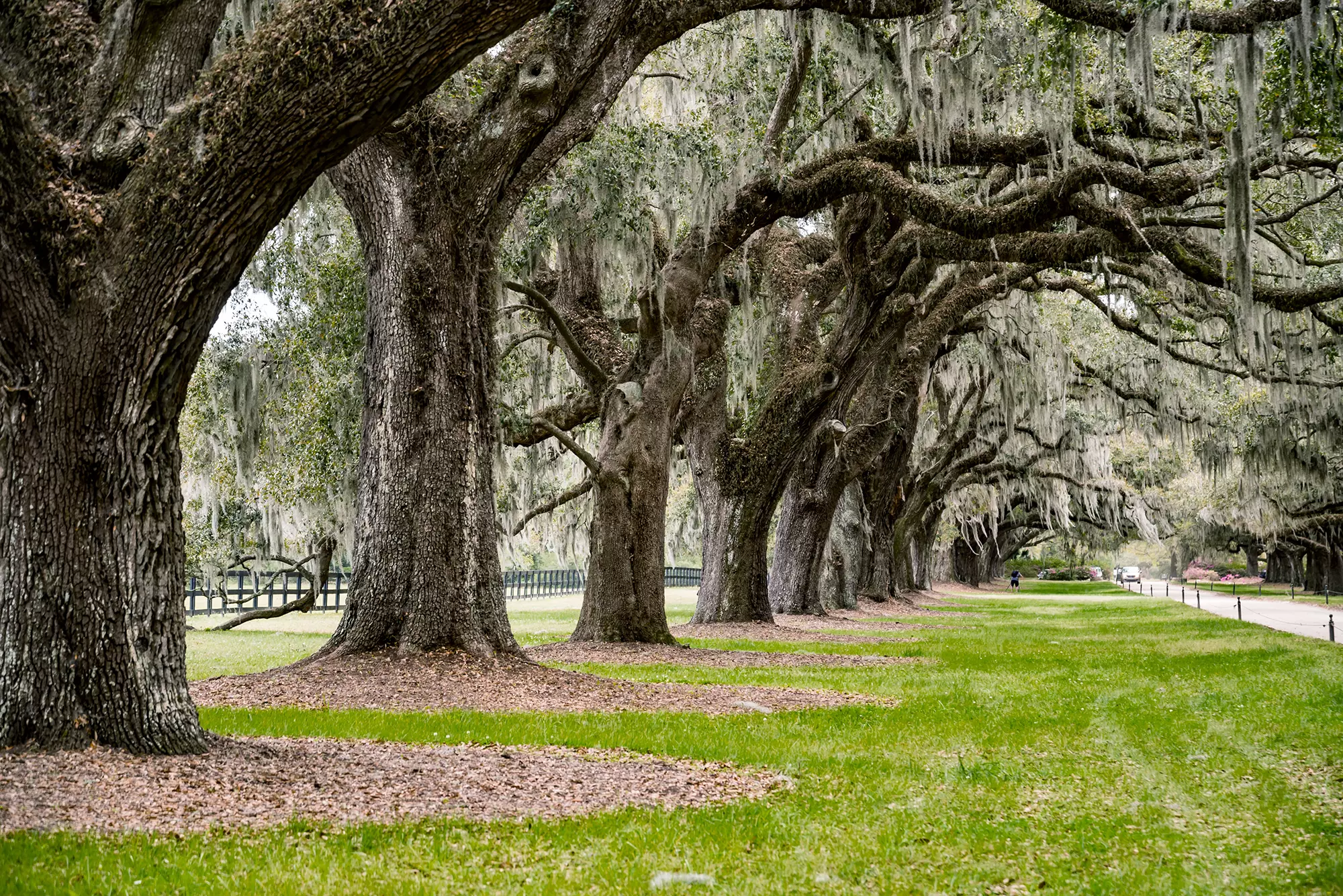 live oak trees with spanish moss