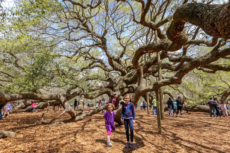 live oak with spanish moss