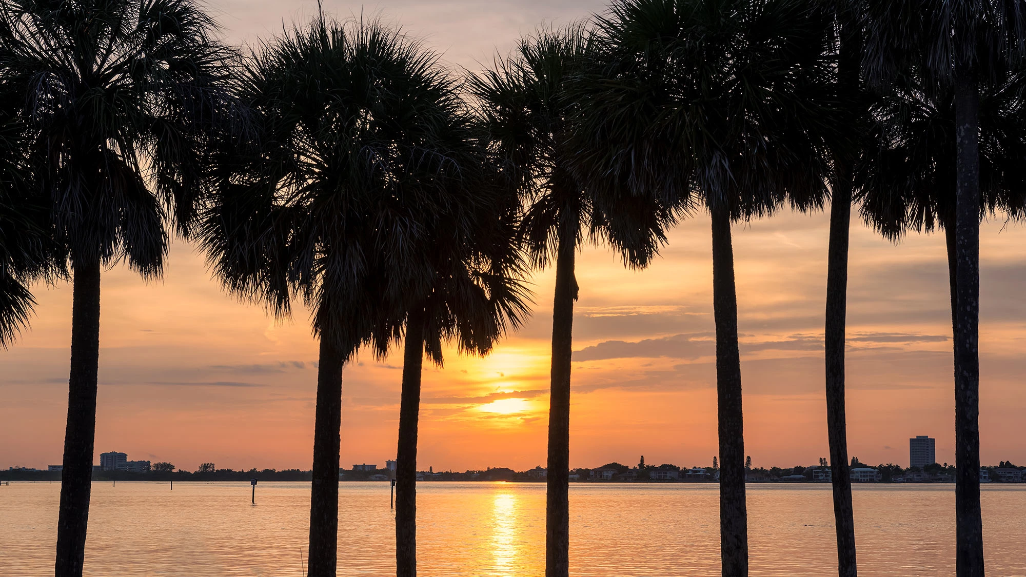 palmetto trees