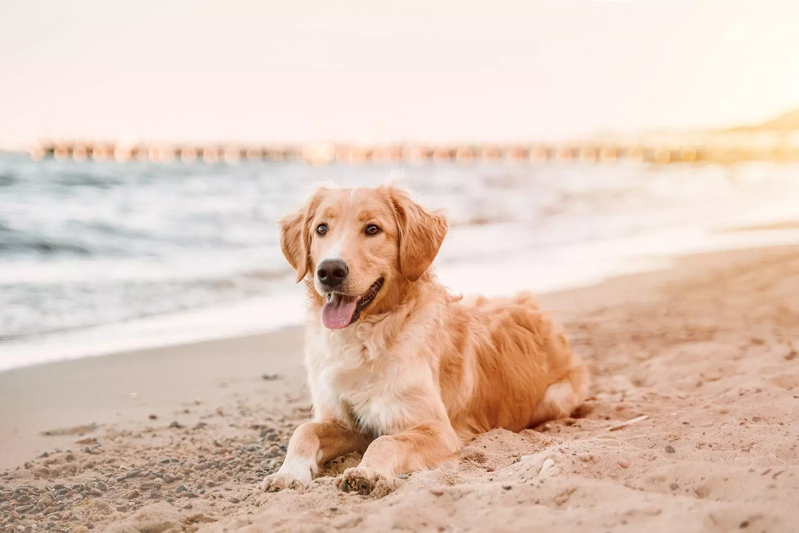 Dog friendly beaches