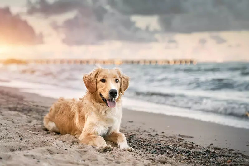 golden retriever on the beach