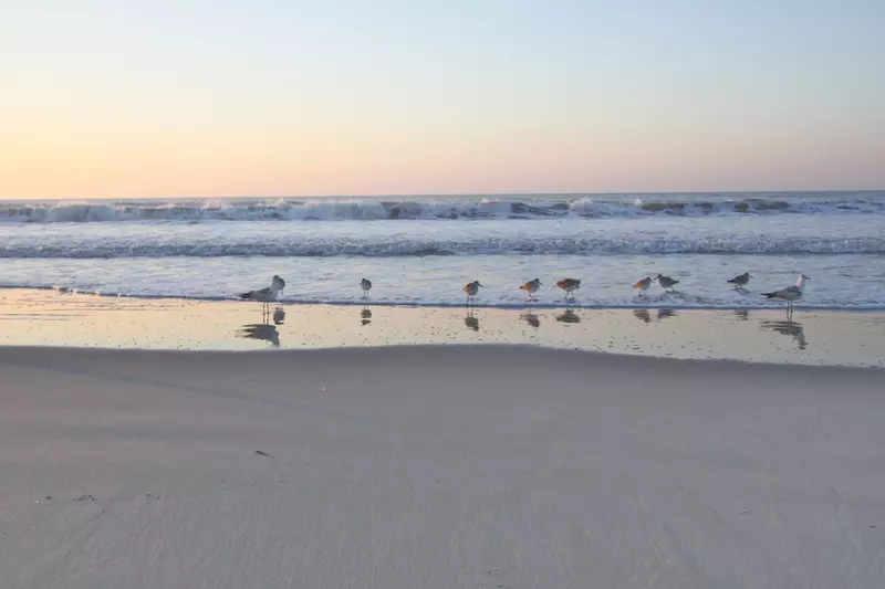 Bird watch while taking in the fabulous Charleston Beach Vacation