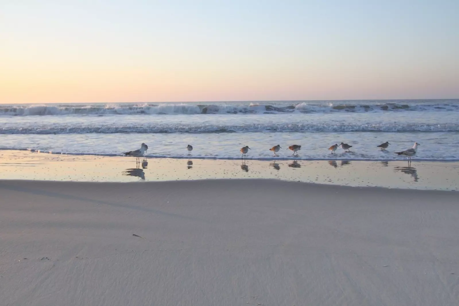 Bird watch while taking in the fabulous Charleston Beach Vacation