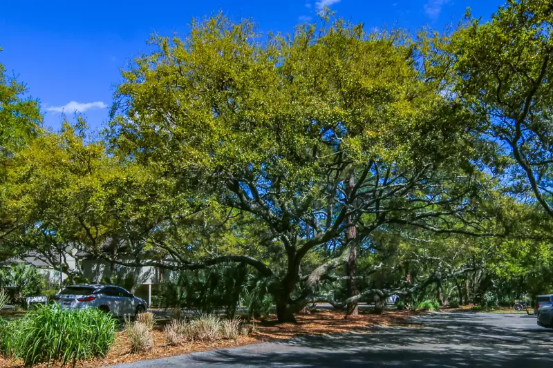 The roadways for the Creek Watch Villas community are lined with live oaks, palmettos and other Lowcountry trees.