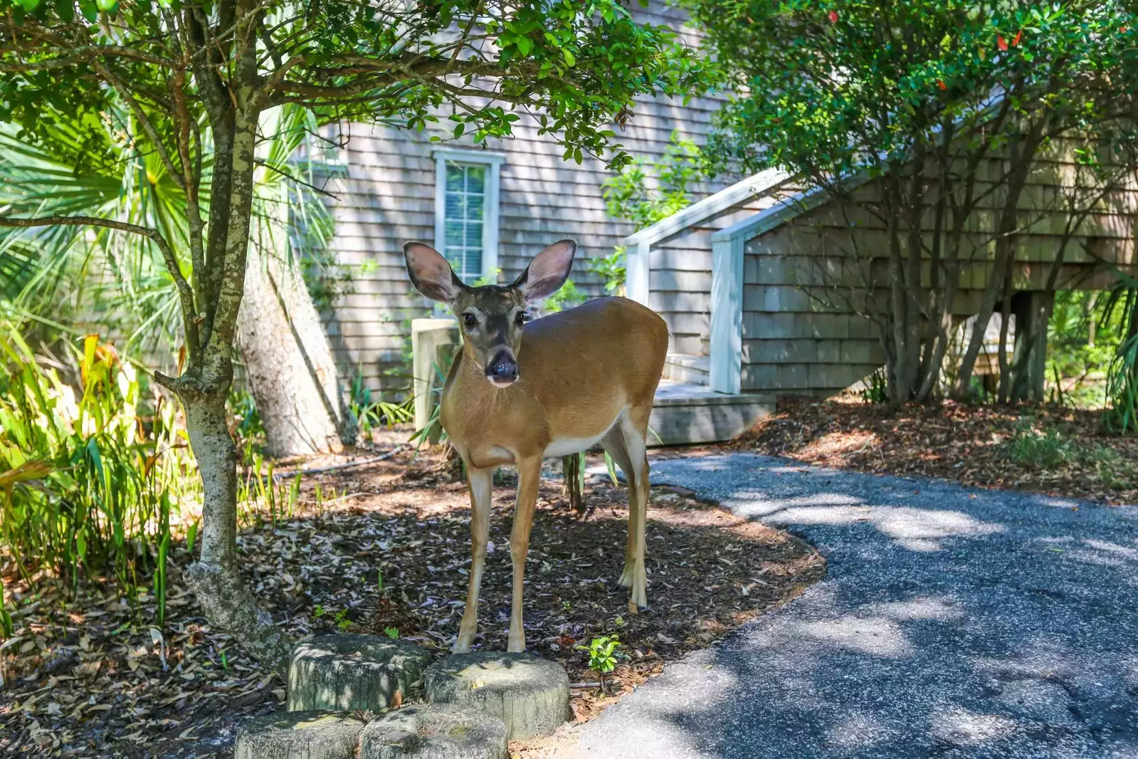 You'll have plenty of opportunities to spot various wildlife during your time on Kiawah Island.