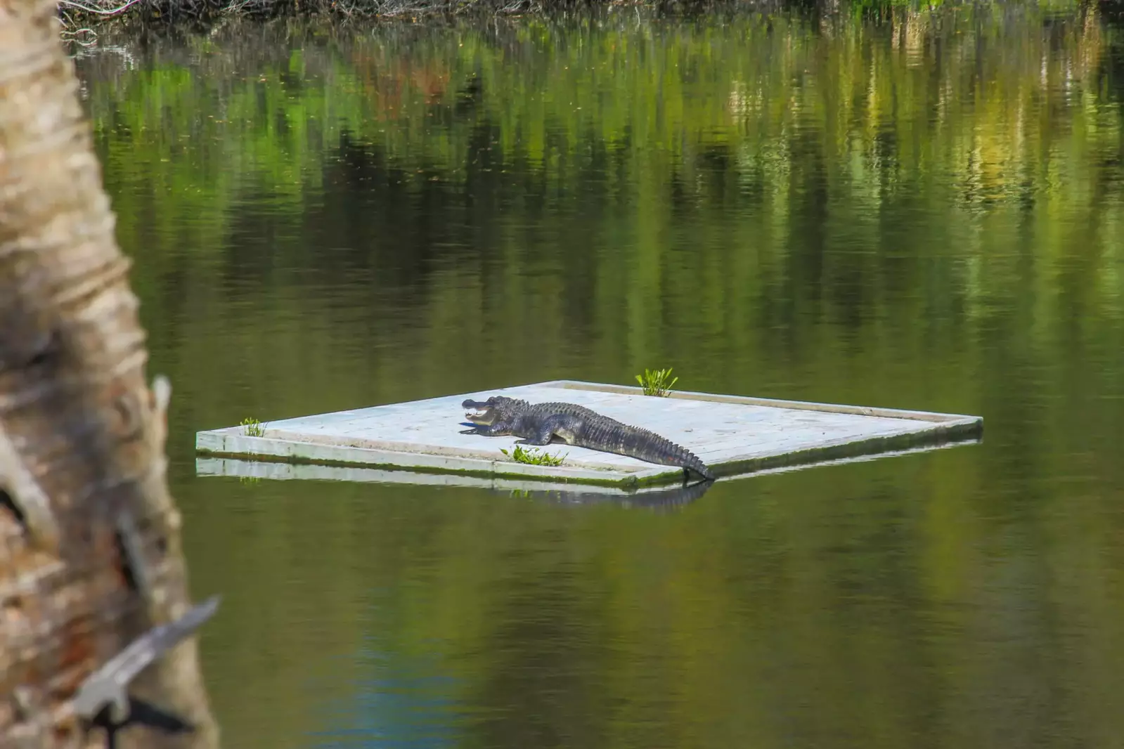 This alligator loves to soak up the sunshine on the floating dock in the middle of the lagoon.