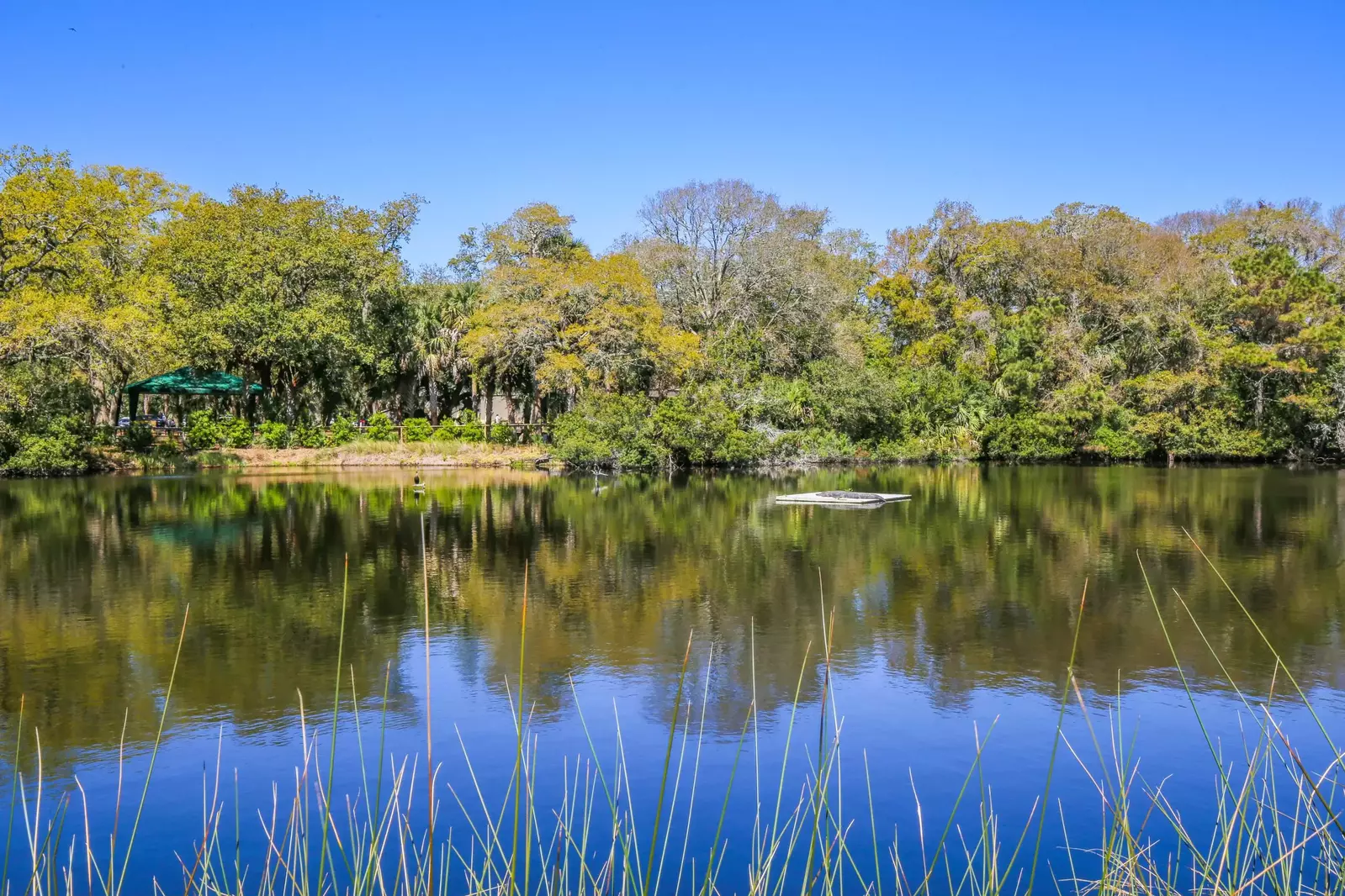 Come enjoy the wildlife show at Laguna Operetta!