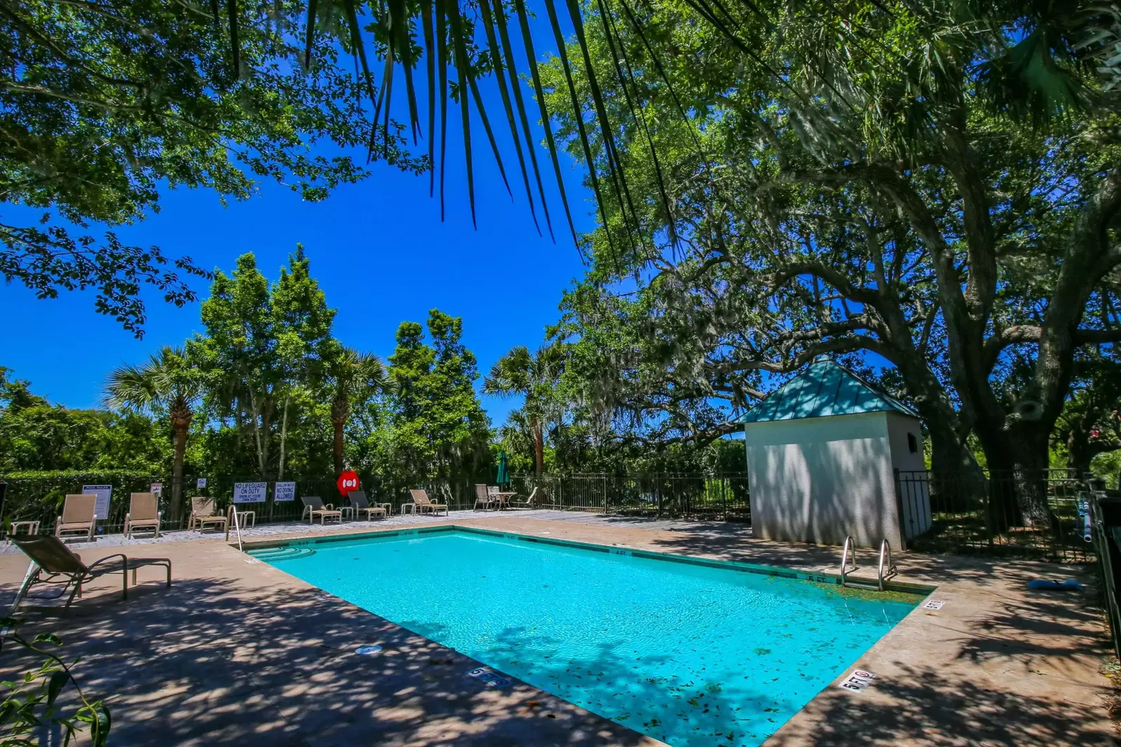 The pool area is surrounded with palmetto trees and live oak trees.