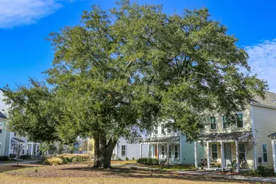 This beautiful live oak tree spans all the way across the public greenway.