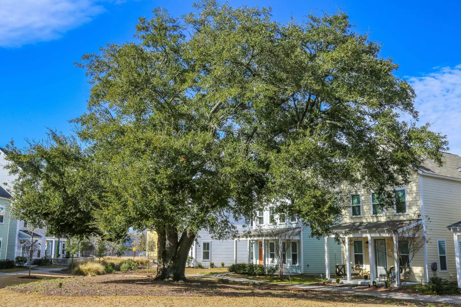 This beautiful live oak tree spans all the way across the public greenway.