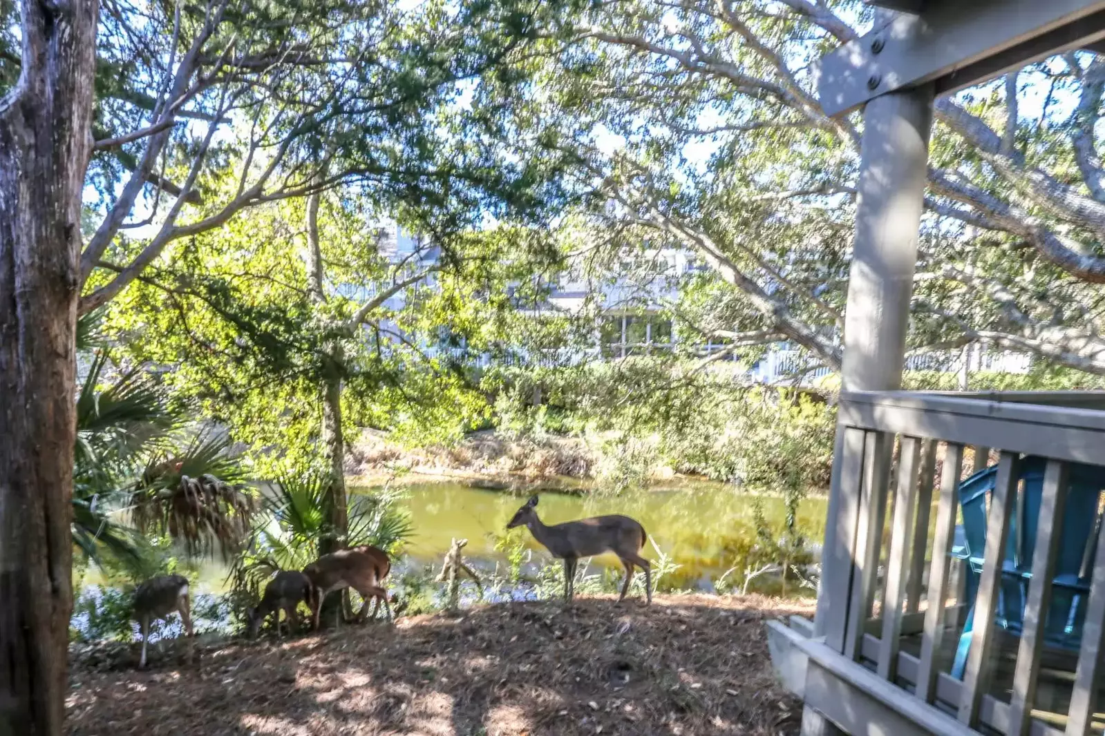 Enjoy the wildlife!