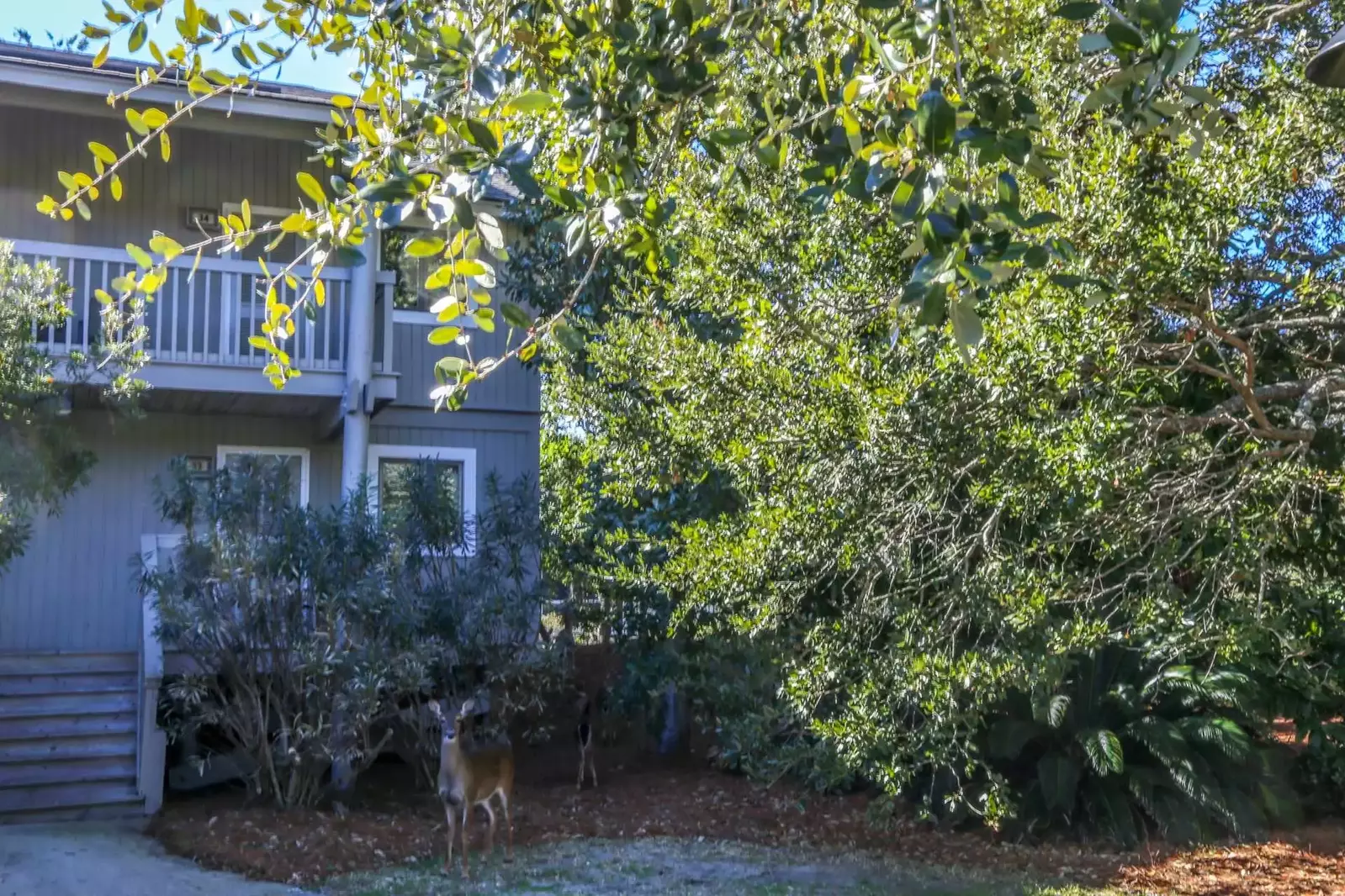 Deer included!