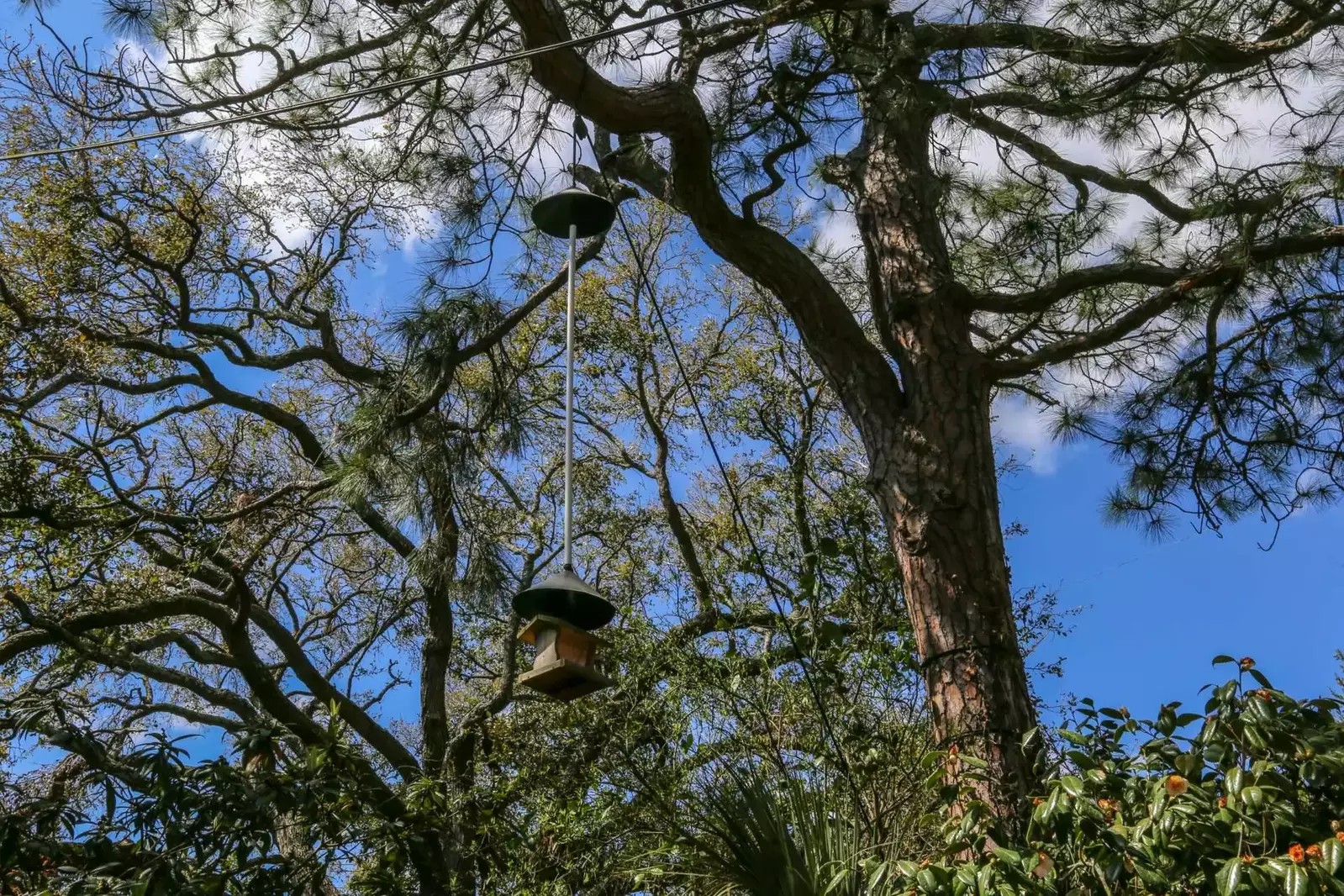 The many trees that surround the Shell Station House make the home a great spot for birdwatching.