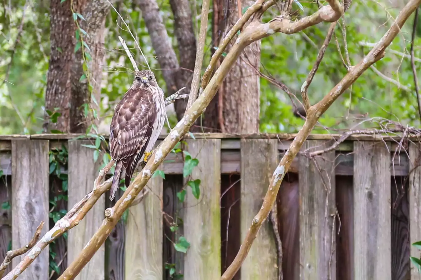 There might be someone watching you in the large natural garden!