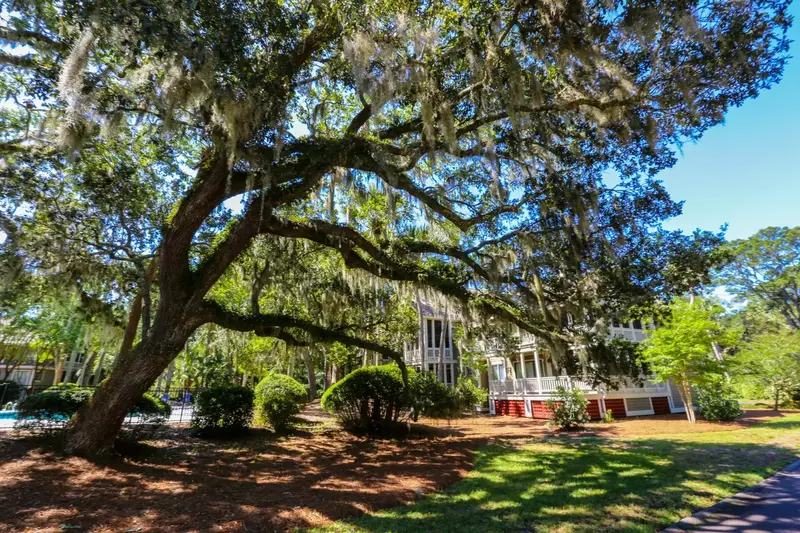 There's a gorgeous live oak with Spanish moss behind Rue de Buci near the community pool.
