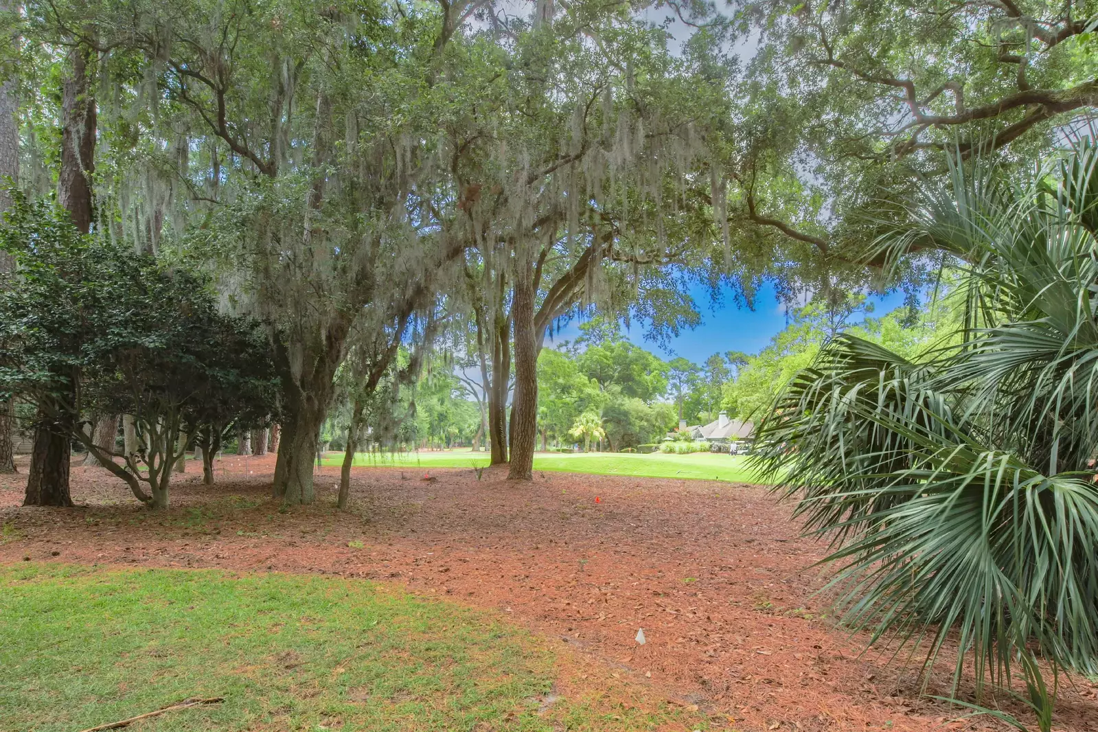 We never tire of gazing at the Spanish moss on the live oak trees.