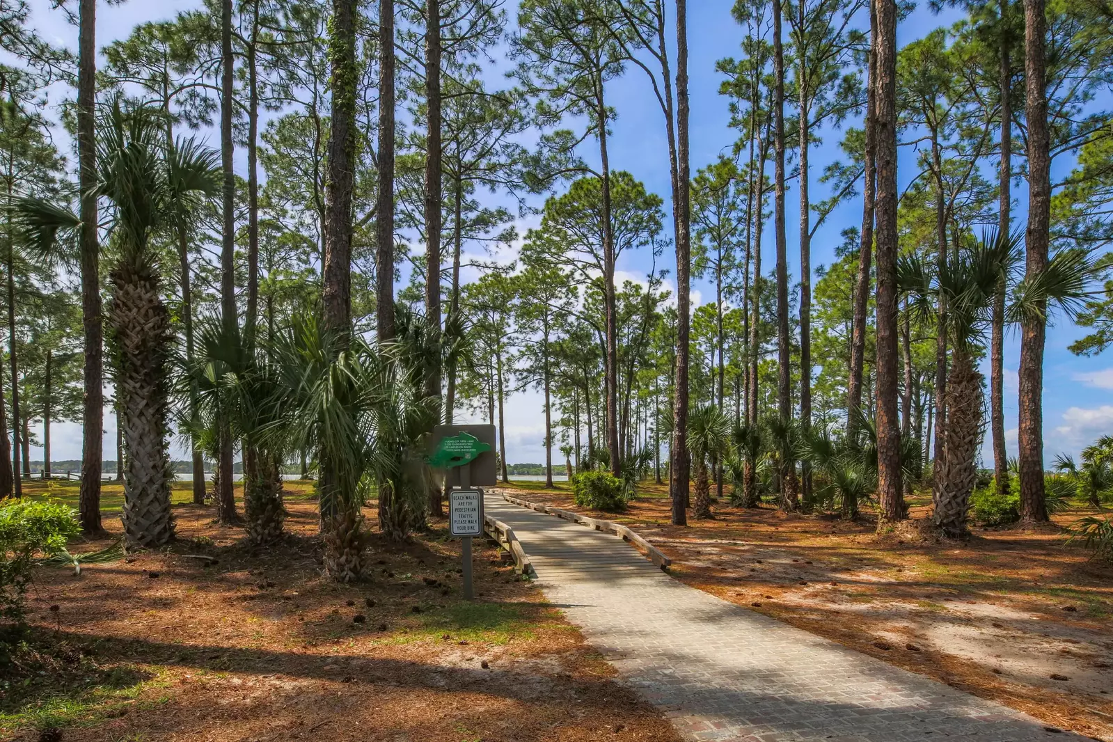Follow the path & boardwalk through the sea pines and palmettos to the beach access point.