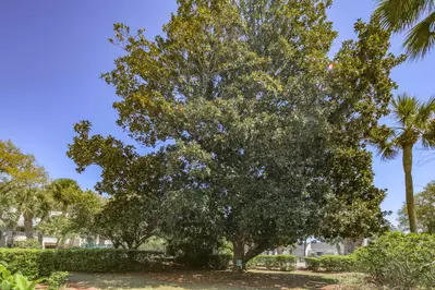 We never tire of looking at the magnolia tree that sits between the villa and community pool.