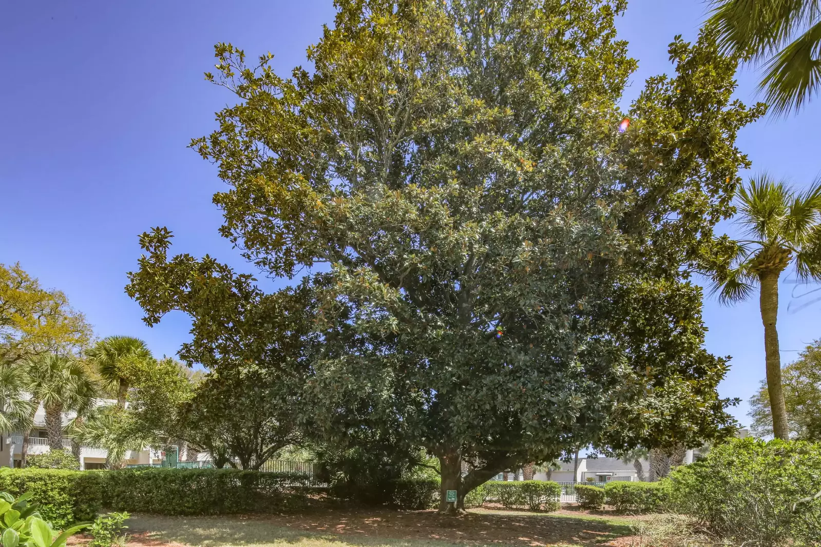 We never tire of looking at the magnolia tree that sits between the villa and community pool.