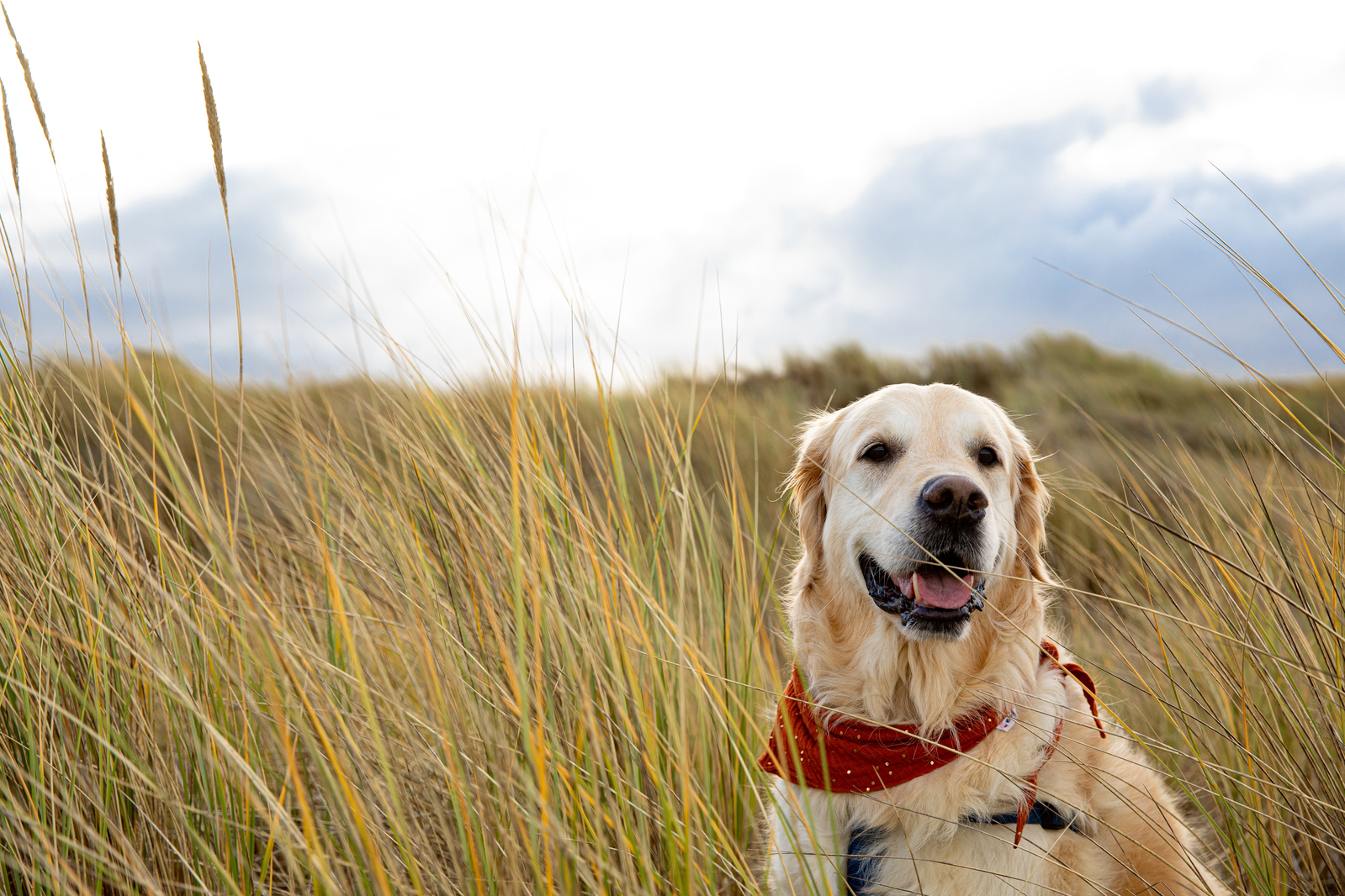 shutterstock_2427927901