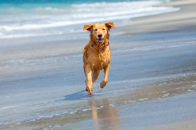 dogs love staying in our pet friendly rentals in kiawah island