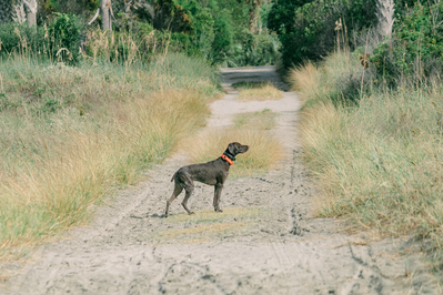 dog on nature trail