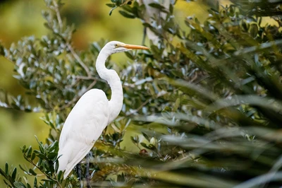 great egret in Kiawah Island