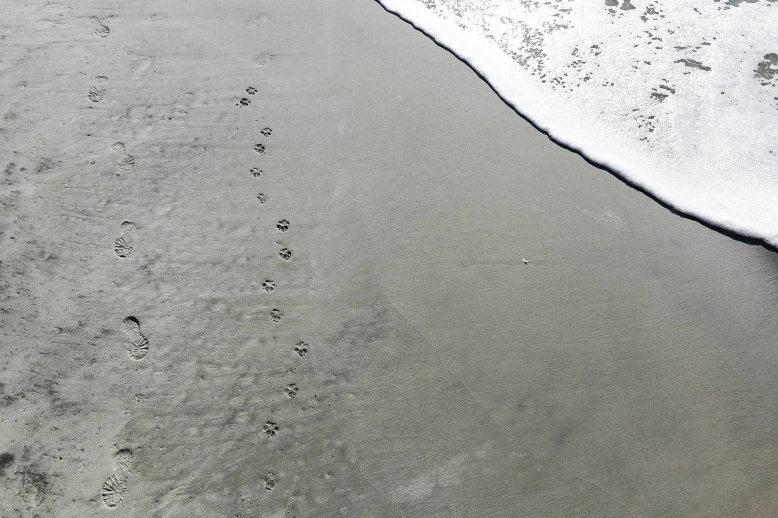 Dogs are also welcome on the beach subject to specific restrictions and rules.