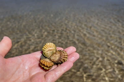 beachcombing is one of the best free things to do in Isle of Palms